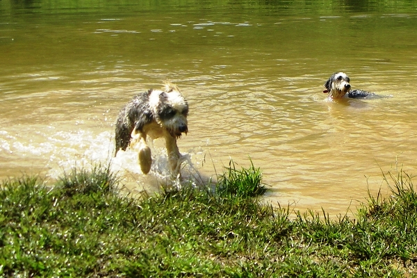 /images/events/4/Water puppies.jpg